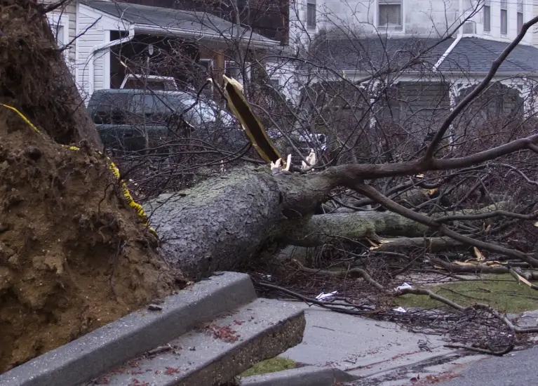 A fallen tree on the ground